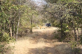 סוואי מדופור Jungle View Resort מראה חיצוני תמונה